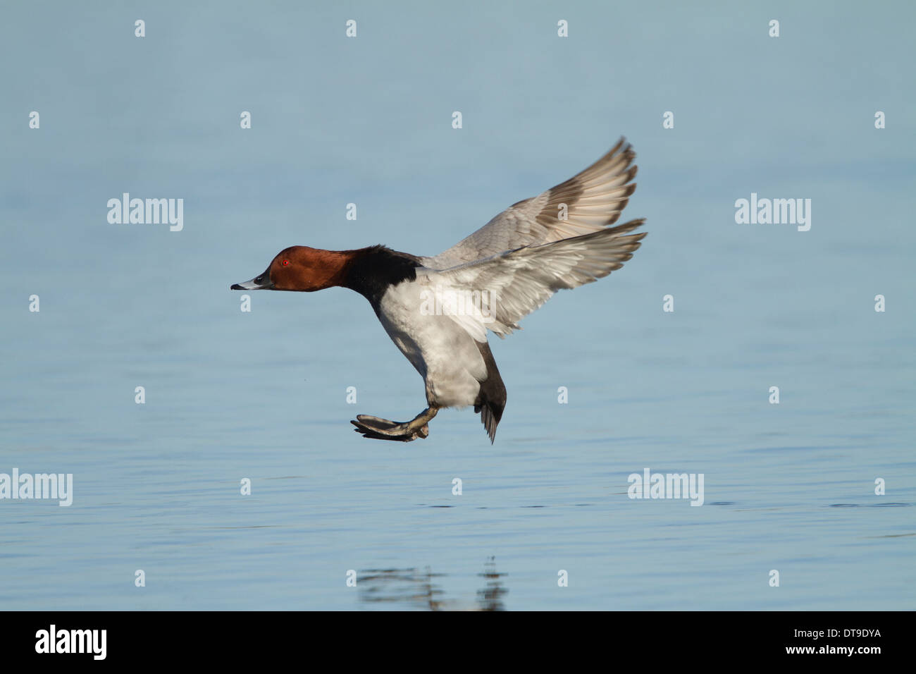 Common Pochard (Aythya ferina), homme adulte en vol atterrissant sur l'eau, Slimbridge, Gloucestershire, Angleterre, janvier Banque D'Images