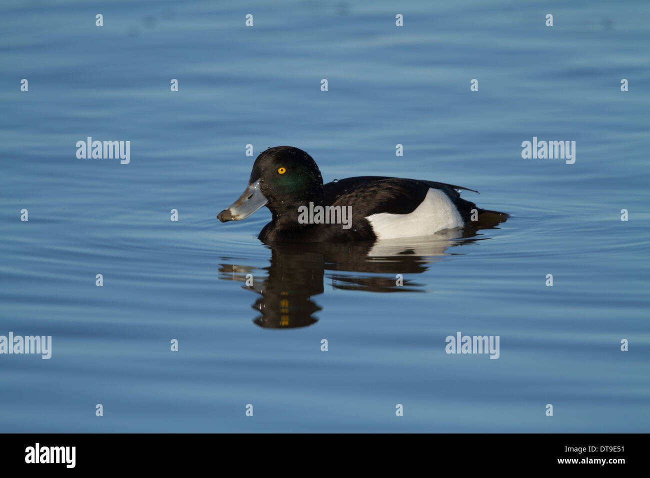 Fuligule morillon (Aythya fuligula), mâle adulte, plongée séquence 1 de 8, Slimbridge, Gloucestershire, Angleterre, Janvier Banque D'Images