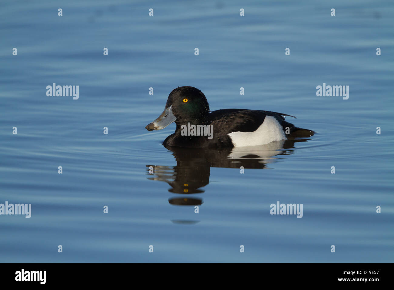 Fuligule morillon (Aythya fuligula), mâle adulte, séquence 2 de 8 plongée, Slimbridge, Gloucestershire, Angleterre, Janvier Banque D'Images