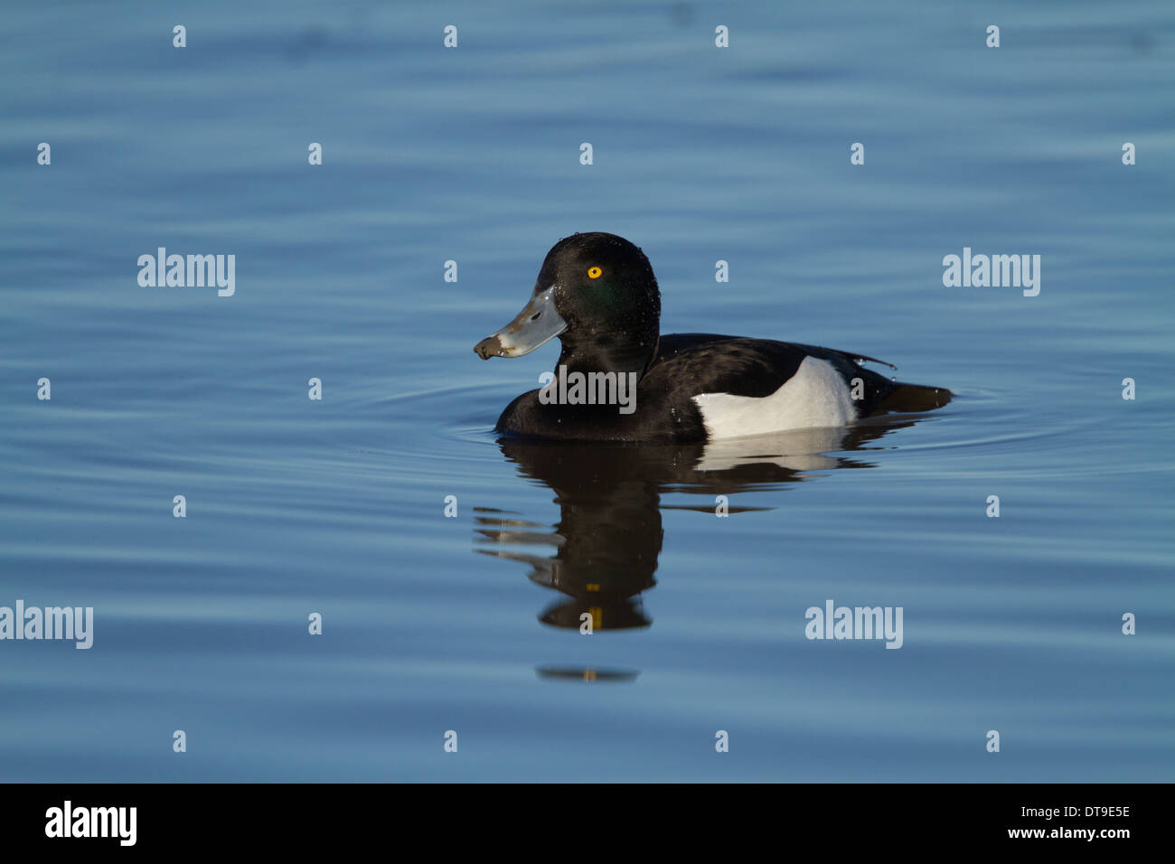 Fuligule morillon (Aythya fuligula), mâle adulte, séquence 3 de 8 plongée, Slimbridge, Gloucestershire, Angleterre, Janvier Banque D'Images