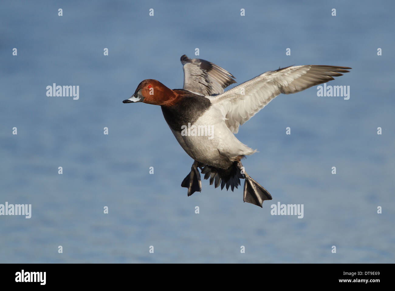 Common Pochard (Aythya ferina), homme adulte en vol atterrissant sur l'eau, Slimbridge, Gloucestershire, Angleterre, janvier Banque D'Images