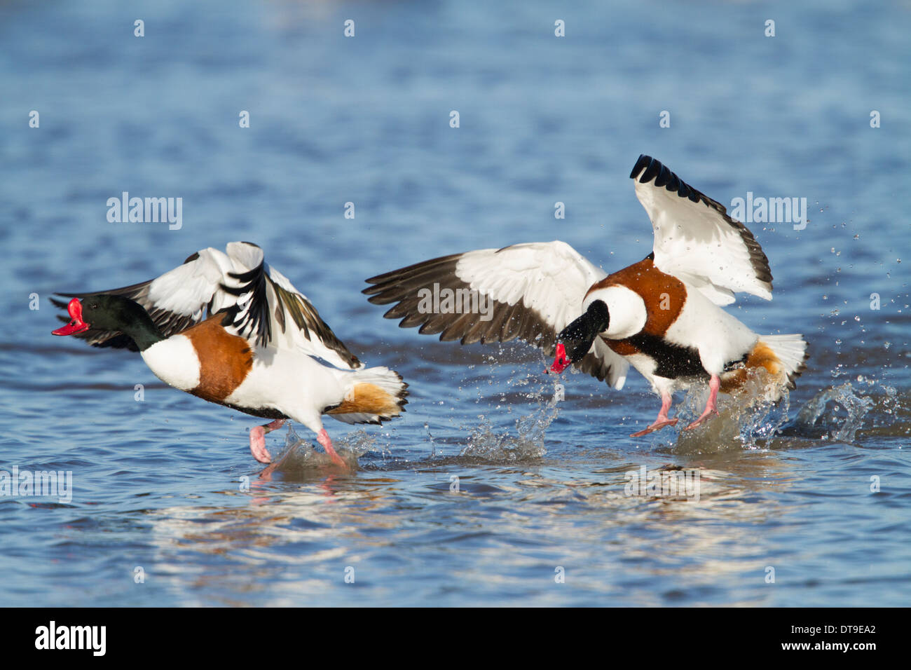 Tadorna tadorna Common Shelducks(), les mâles adultes, mâles agressifs rival sur l'eau chasse, Slimbridge, Gloucestershire, Angleterre Banque D'Images