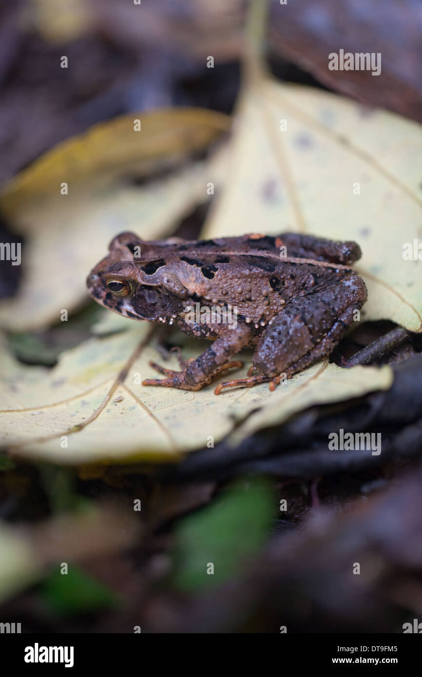 La litière de Toad (Incilius aucoinae). Corcovado. Costa Rica. Banque D'Images