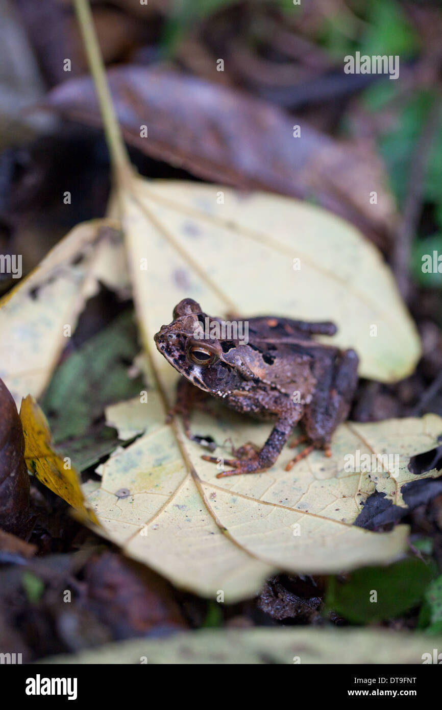 La litière de Toad (Incilius aucoinae). Corcovado. Costa Rica. Banque D'Images