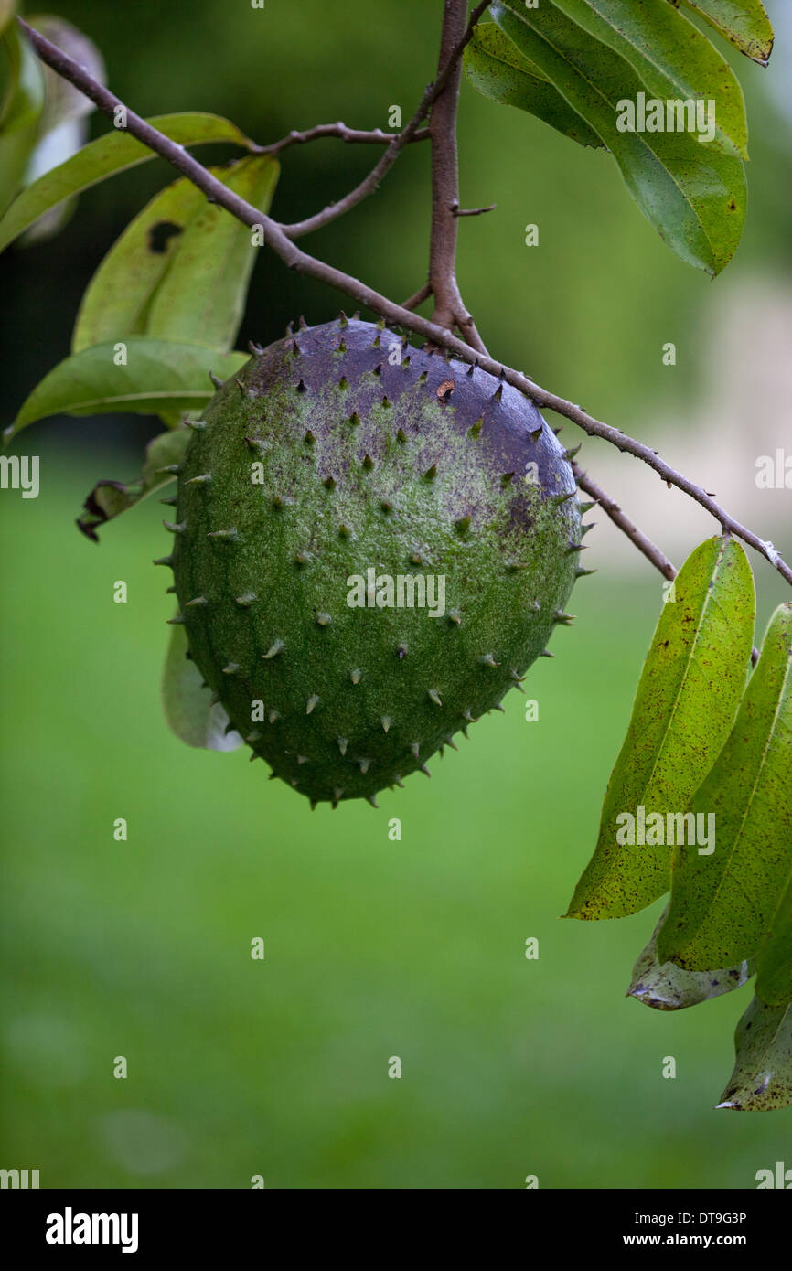 Fruit à pain (Artocarpus altilis). Originaire de la péninsule de Malaisie. Introduit à basse altitude au Costa Rica, Amérique Centrale, ailleurs Banque D'Images