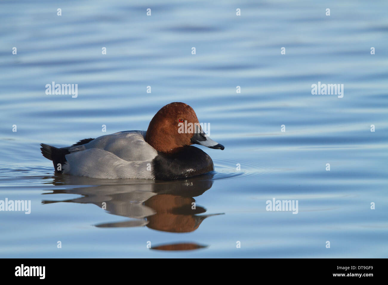 Fuligule Milouin (Aythya ferina), mâle adulte, nager sur l'eau, Slimbridge, Gloucestershire, Angleterre, Janvier Banque D'Images