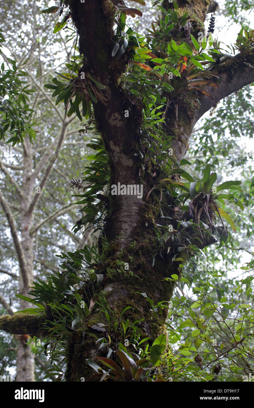 Bromeliads. Les épiphytes. Et de plus en plus appuyée par un arbre hôte. . Savegre Costa Rica. Banque D'Images