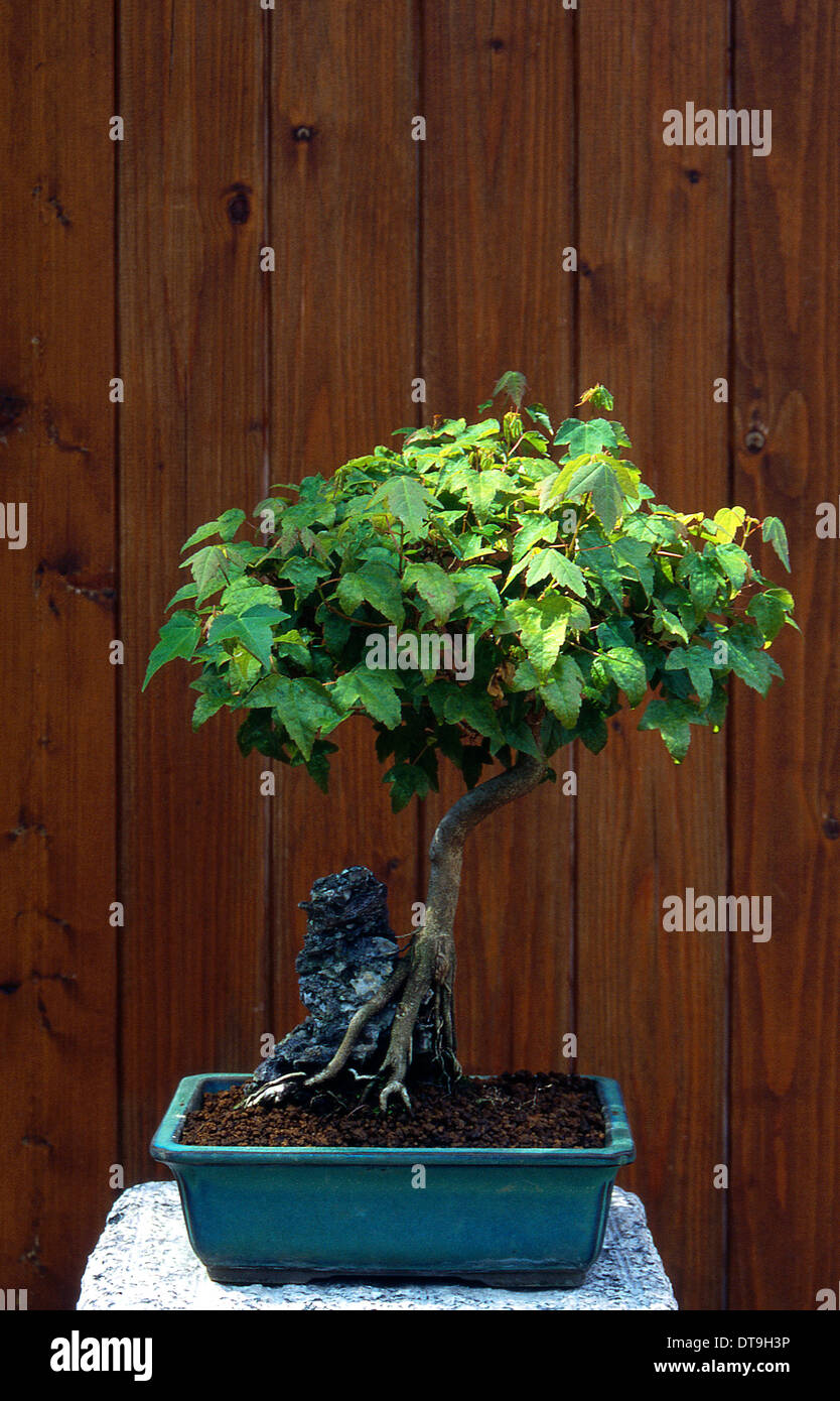 Bonsai - Lonicera Etrusca (Br), l'érable Trident Banque D'Images