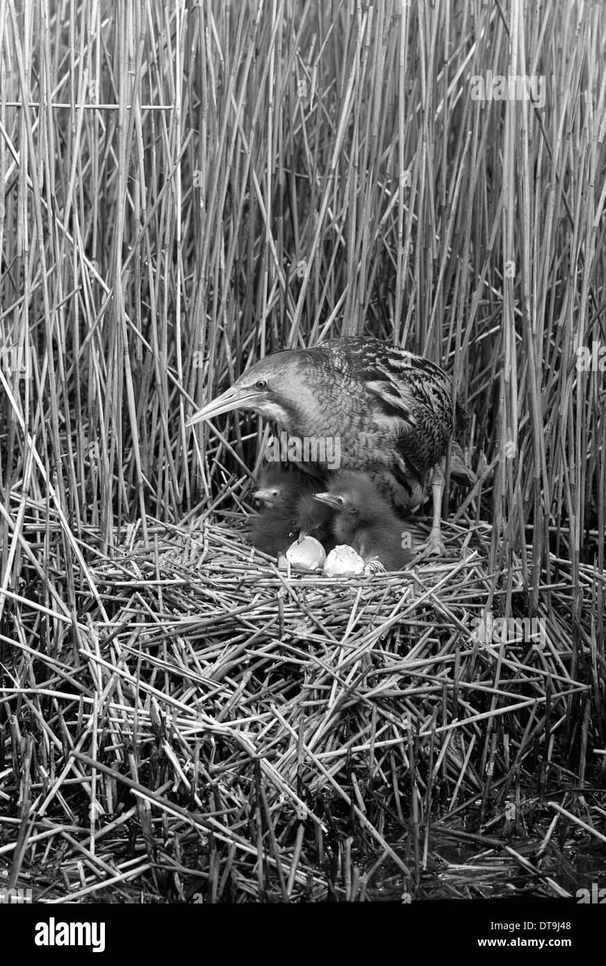 Petit Blongios au nid, Suffolk Minsmere 1950. Prises par Eric Hoskng Banque D'Images