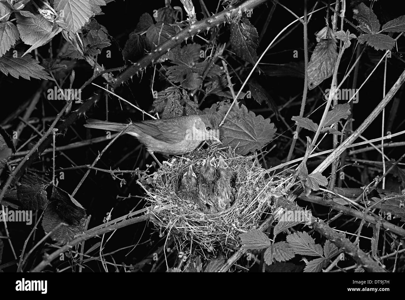 Blackcap nourrir les jeunes au nid, prises à l'aide d'un flash électronique en 1949 Forest Suffolk Staverton Banque D'Images