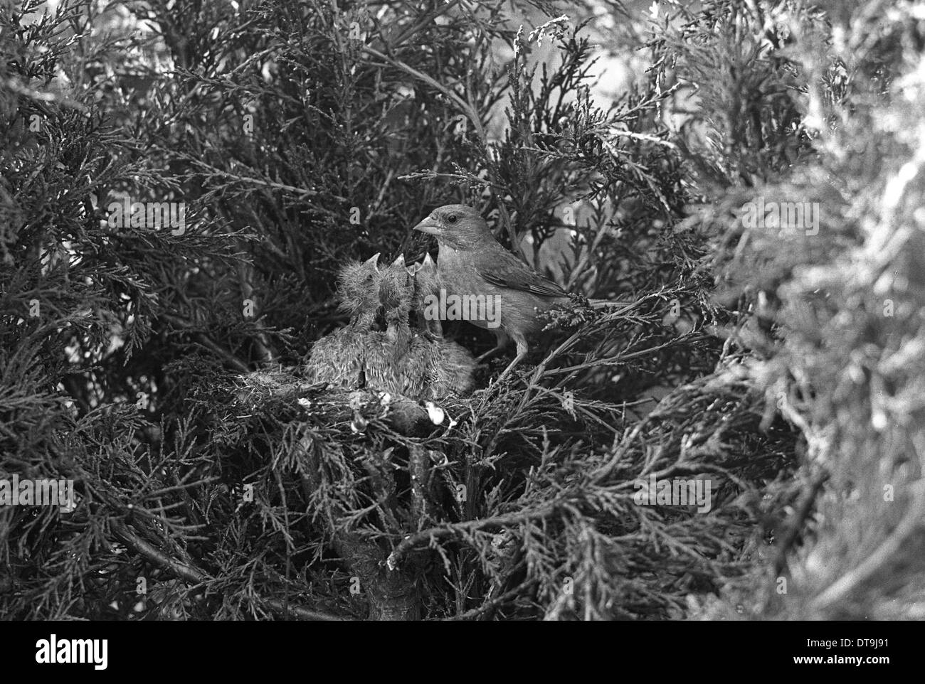 Verdier au nid Eyke Suffolk. Prises par Eric Hosking en 1935 Banque D'Images