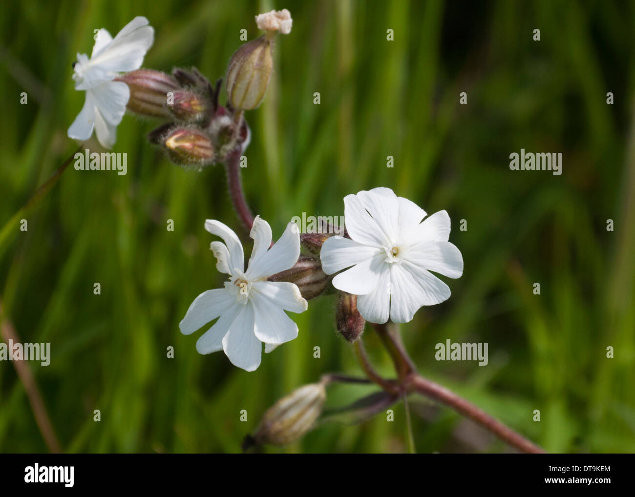 campion blanche Banque D'Images