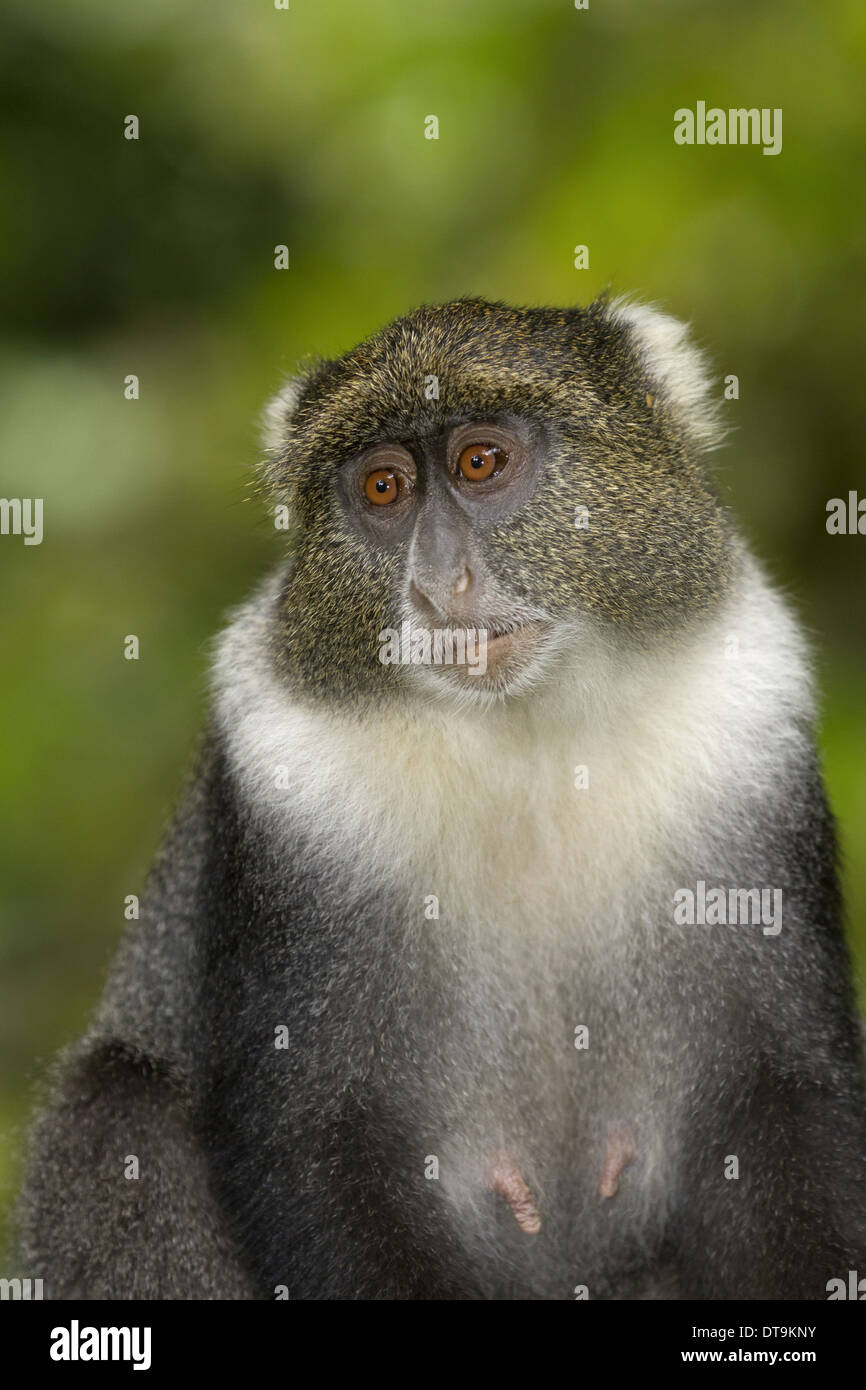 Sykes' Monkey (Cercopithecus frontalis) femelle adulte, close-up de tête et à la poitrine, le Mont Kenya N.P., Kenya, Août Banque D'Images