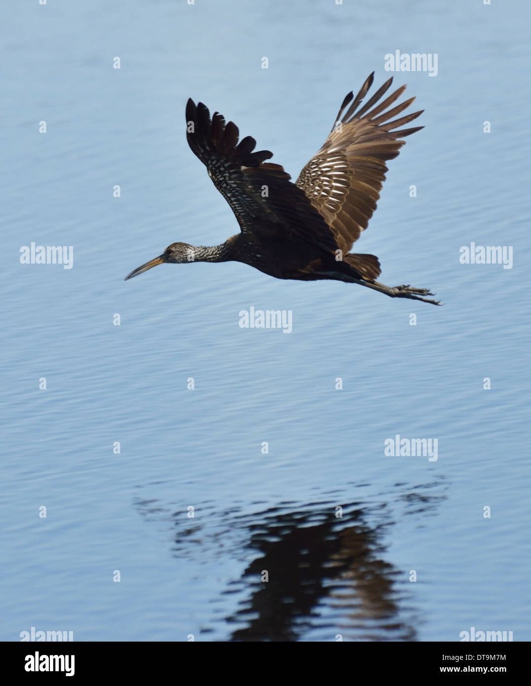 Limpkin Oiseau en vol avec de l'eau reflet Banque D'Images