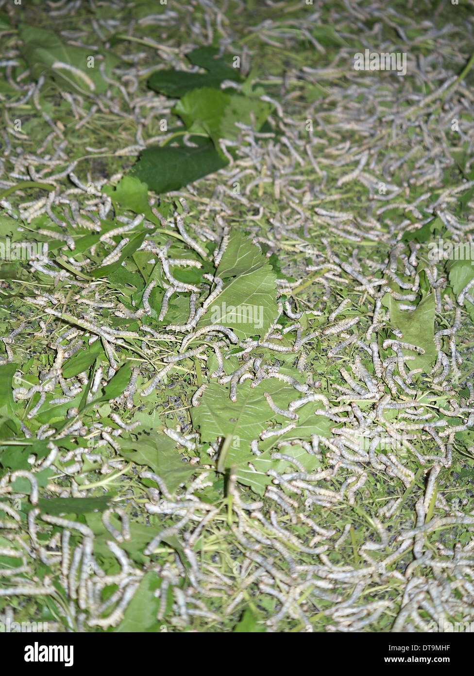 Les vers à soie au village où les femmes cambodgiennes soie spin Banque D'Images