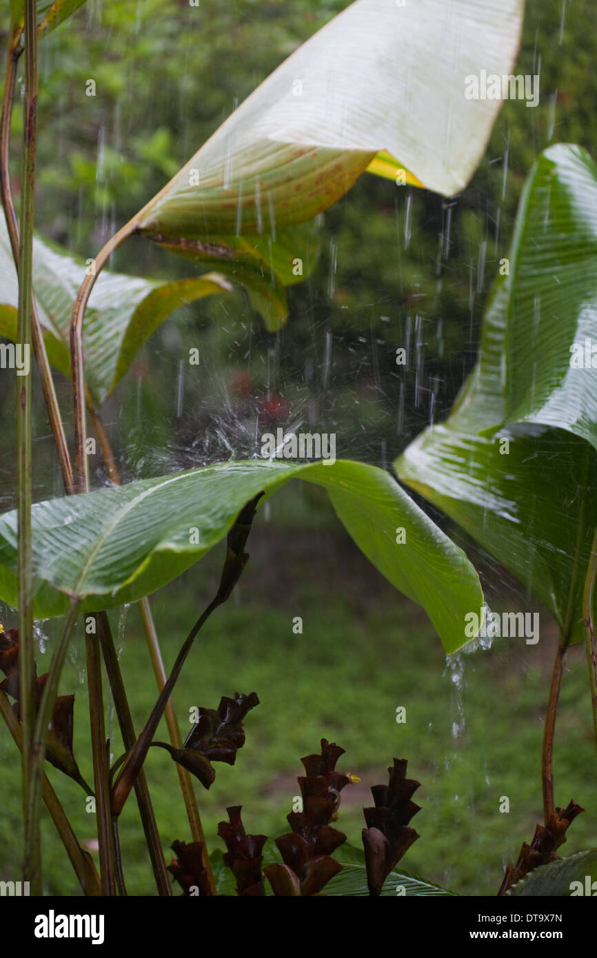 Averse de pluie tropicale, avec de l'eau de frapper et de rebondir à partir de la banane (Musa sp. ) Les feuilles ou les lames. . Savegre Costa Rica. Banque D'Images
