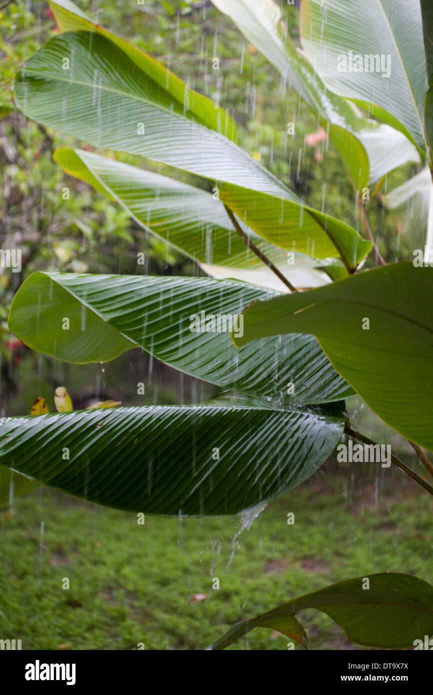 Averse de pluie tropicale, avec de l'eau de frapper et de rebondir à partir de la banane (Musa sp. ) Les feuilles ou les lames. . Savegre Costa Rica. Banque D'Images
