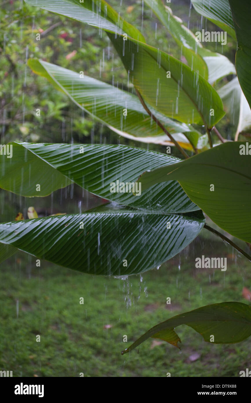 Averse de pluie tropicale, avec de l'eau de frapper et de rebondir à partir de la banane (Musa sp. ) Les feuilles ou les lames. . Savegre Costa Rica. Banque D'Images