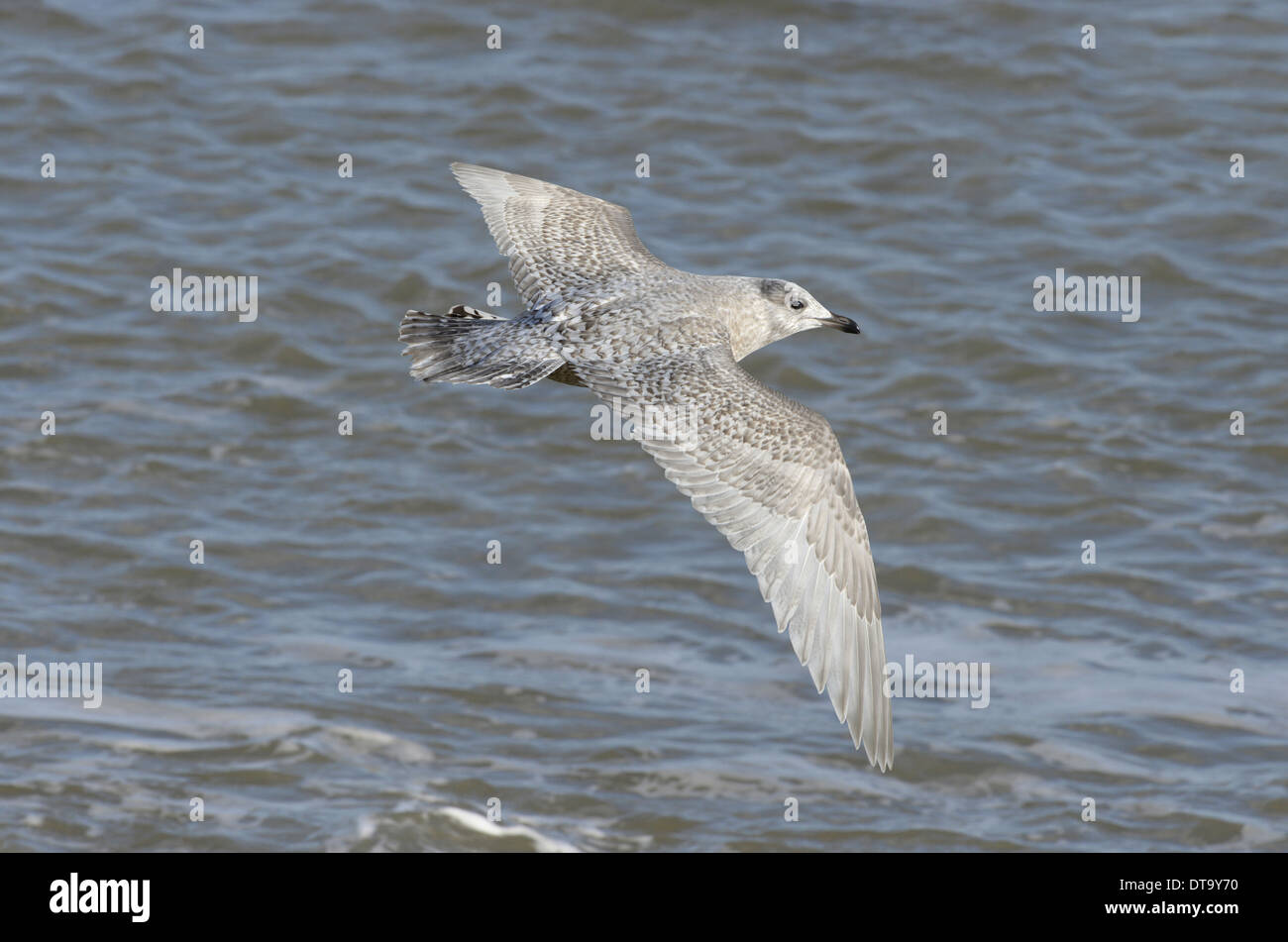 Kumlien's gull - Larus glaucoides kumlieni - mineur Banque D'Images