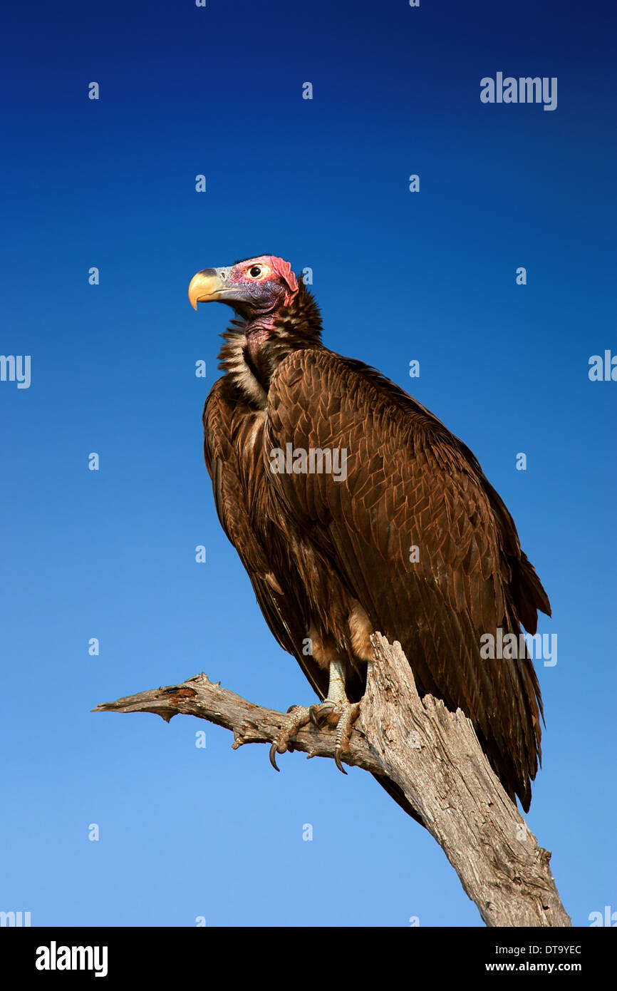 Lappetfaced Vulture contre ciel bleu (Torgos micaceus) Afrique du Sud Banque D'Images