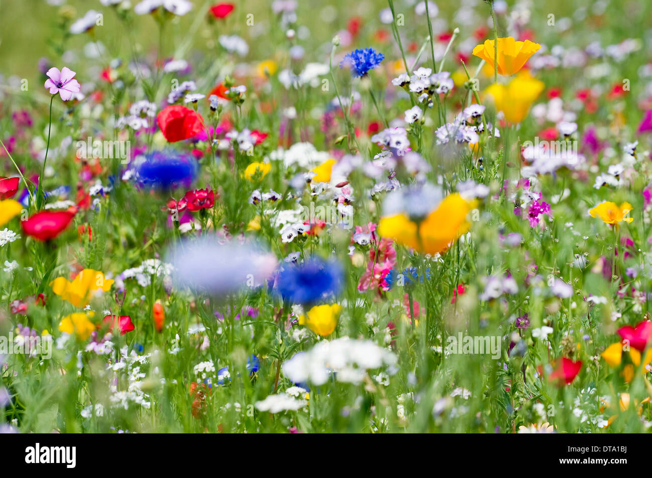 Pré des fleurs colorées, Forêt-Noire, Bade-Wurtemberg, Allemagne Banque D'Images