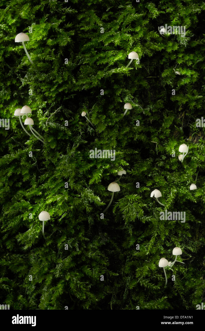 Mycena (Mycena) en bois étincelants-mousse sur un arbre, Brandenburg, Allemagne Banque D'Images