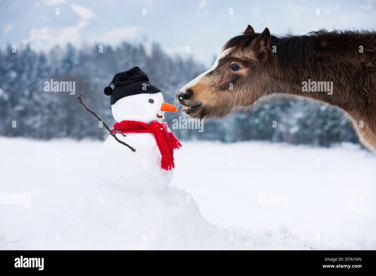 Welsh Mountain Pony manger nez carotte d'un bonhomme, Tyrol du Nord, Autriche Banque D'Images Welsh Mountain Pony manger nez carotte d'un bonhomme, Tyrol du Nord, Autriche Banque D'Images