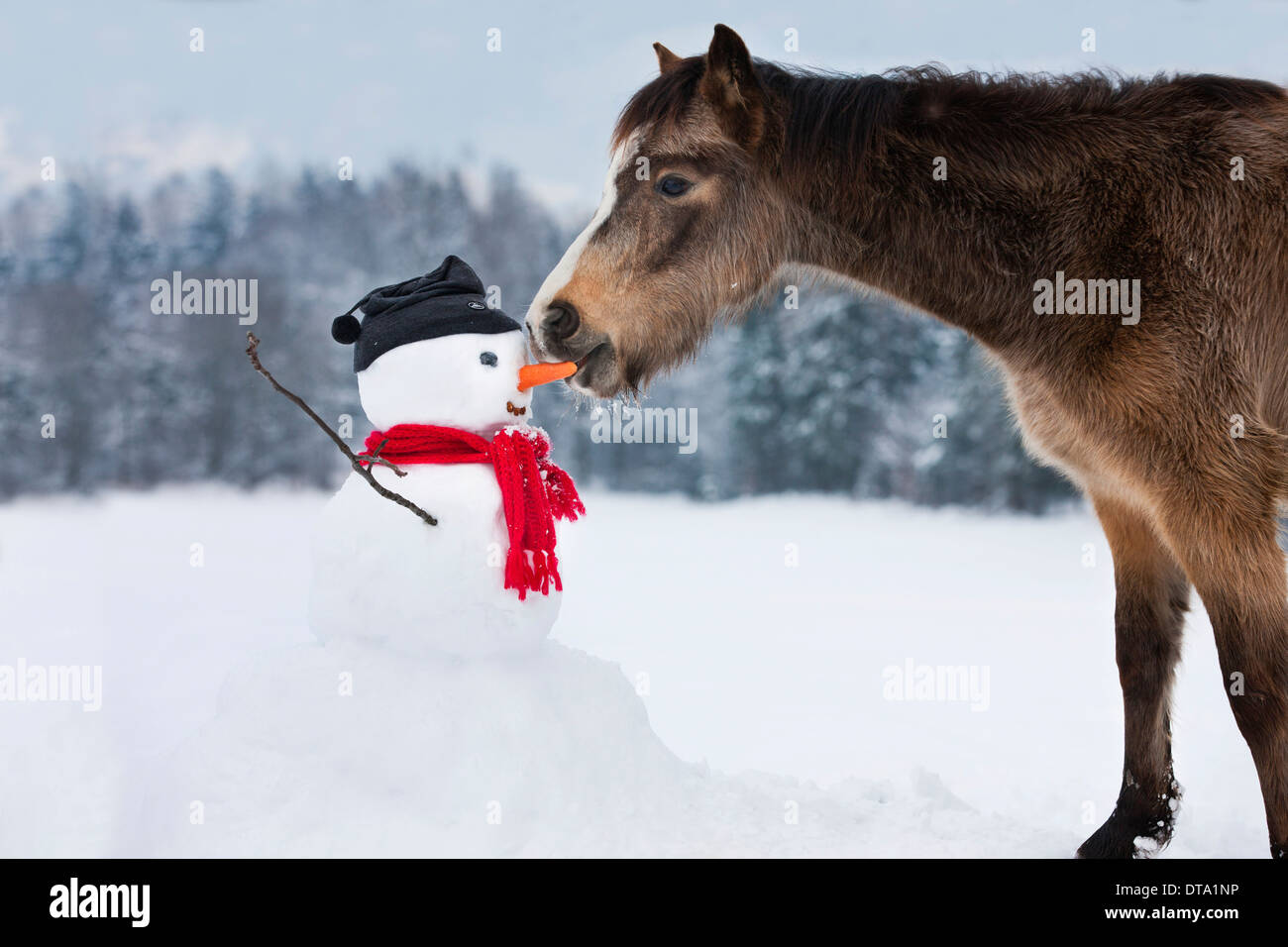 Welsh Mountain Pony manger nez carotte d'un bonhomme, Tyrol du Nord, Autriche Banque D'Images Welsh Mountain Pony manger nez carotte d'un bonhomme, Tyrol du Nord, Autriche Banque D'Images