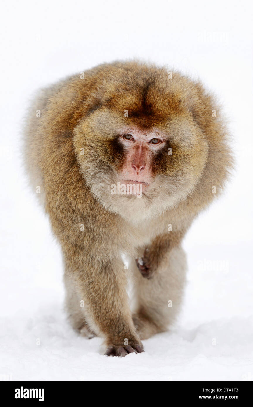 Macaque de Barbarie (Macaca sylvanus), homme dans la neige, originaire d'Algérie, le Maroc et Gibraltar, captive, Allemagne Banque D'Images