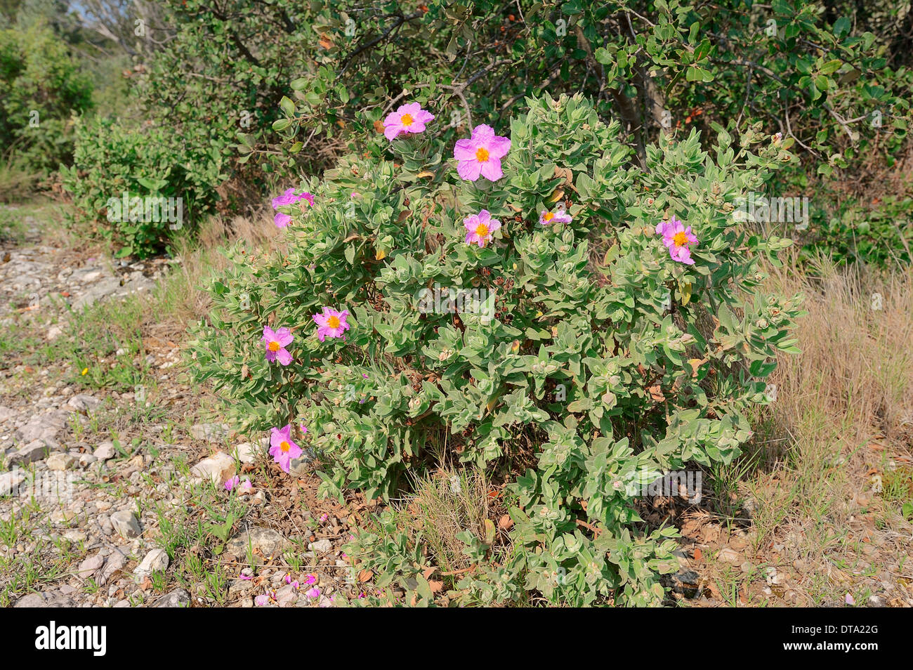 White-leaved Cistus albidus (Rock Rose), Provence, Sud de France, France Banque D'Images
