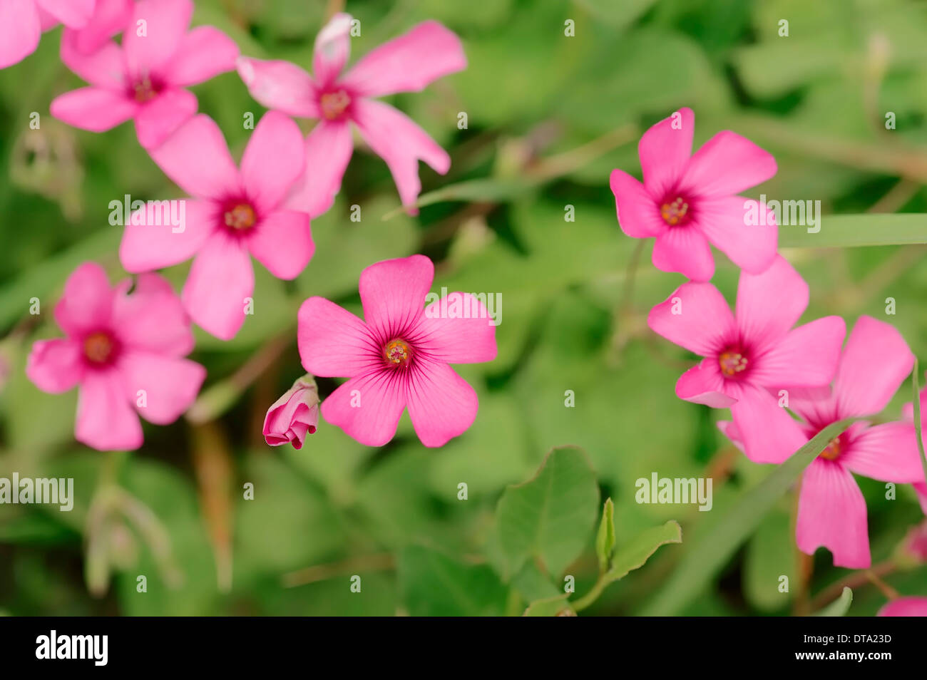 Moss Phlox ou Creeping Phlox (Phlox subulata), fleurs, Provence, Sud de France, France Banque D'Images