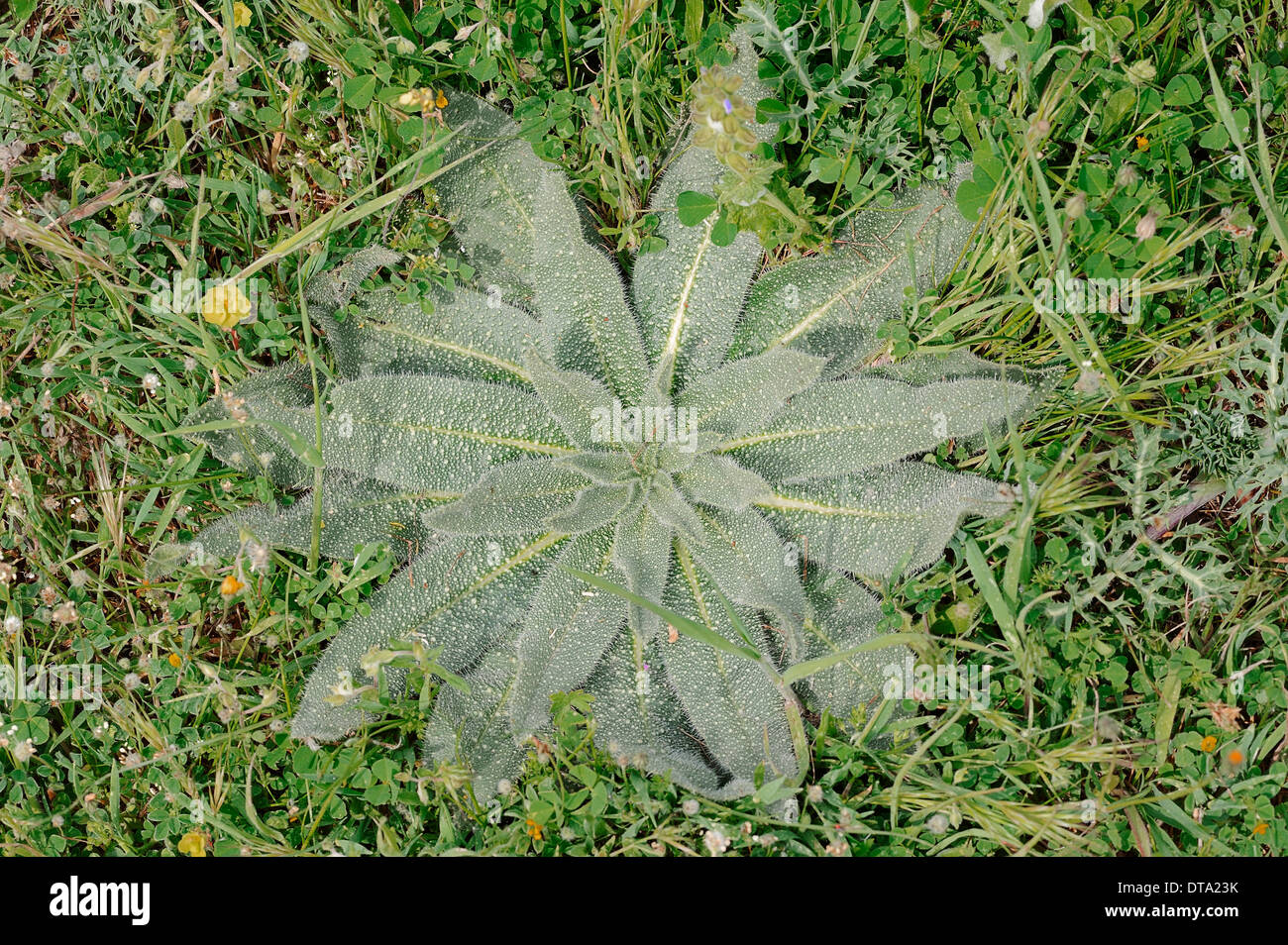 La vipère italien (Vipérine commune Echium italicum), feuilles, Provence, Sud de France, France Banque D'Images