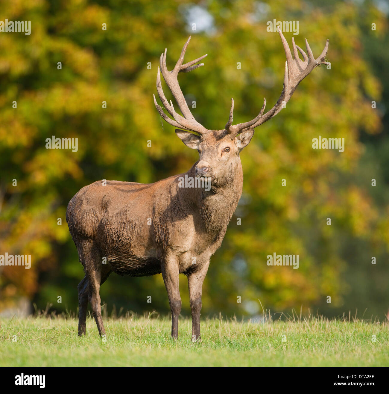 Red Deer (Cervus elaphus), Stag, captive, Basse-Saxe, Allemagne Banque D'Images