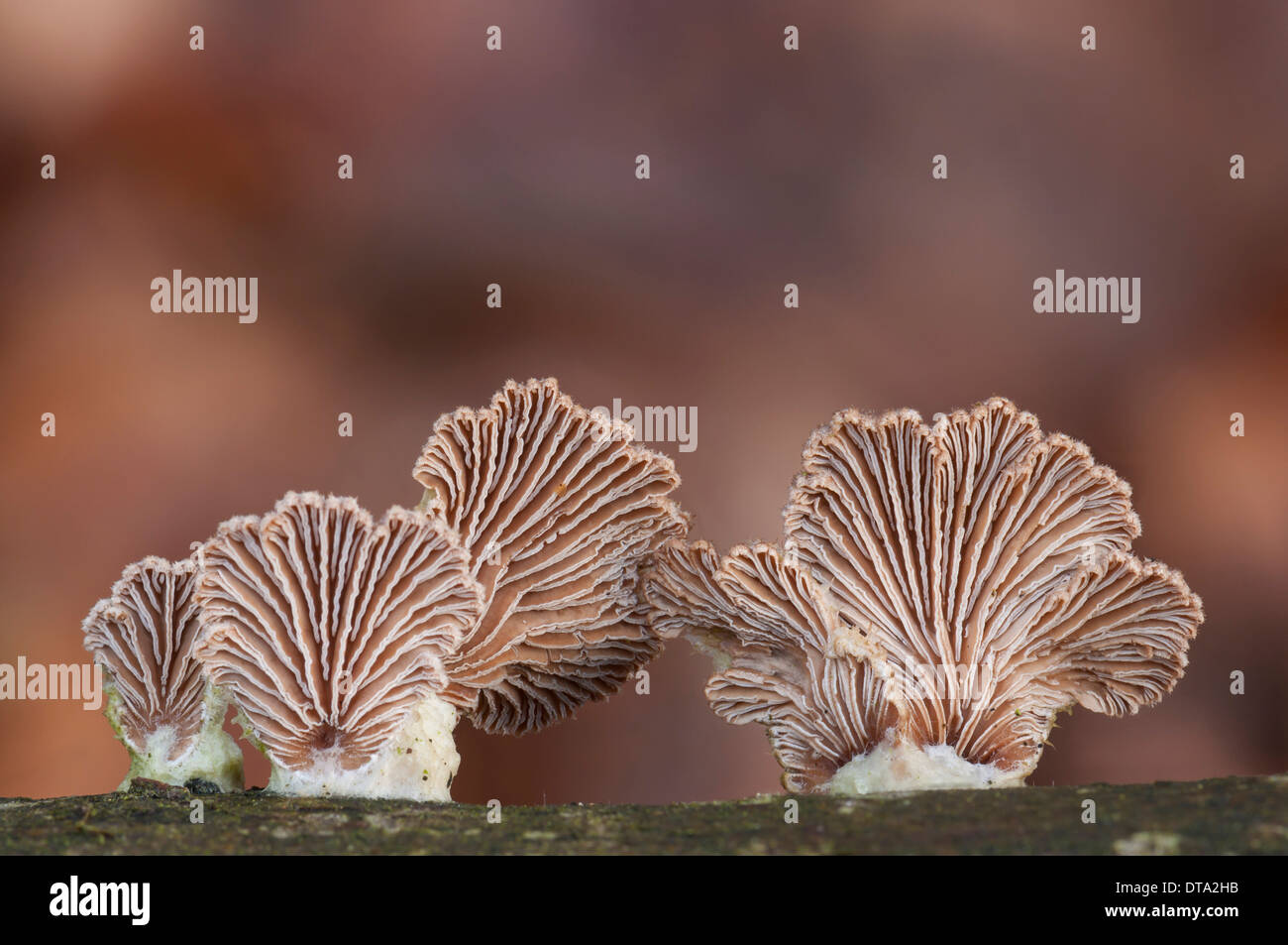 Porecrust commun ou Split Gill (Schizophyllum commune), vue de dessous avec les branchies split éponyme, Hesse, Allemagne Banque D'Images