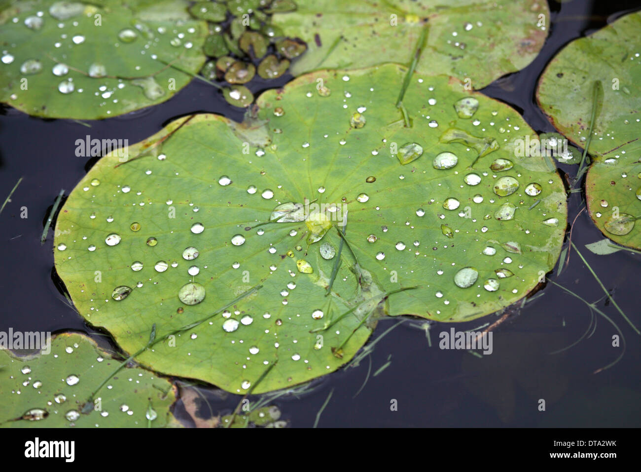 Feuilles hydrophobes de la fleur de lotus cultivées dans le jardin botanique de Pamplemousse Maurice Banque D'Images
