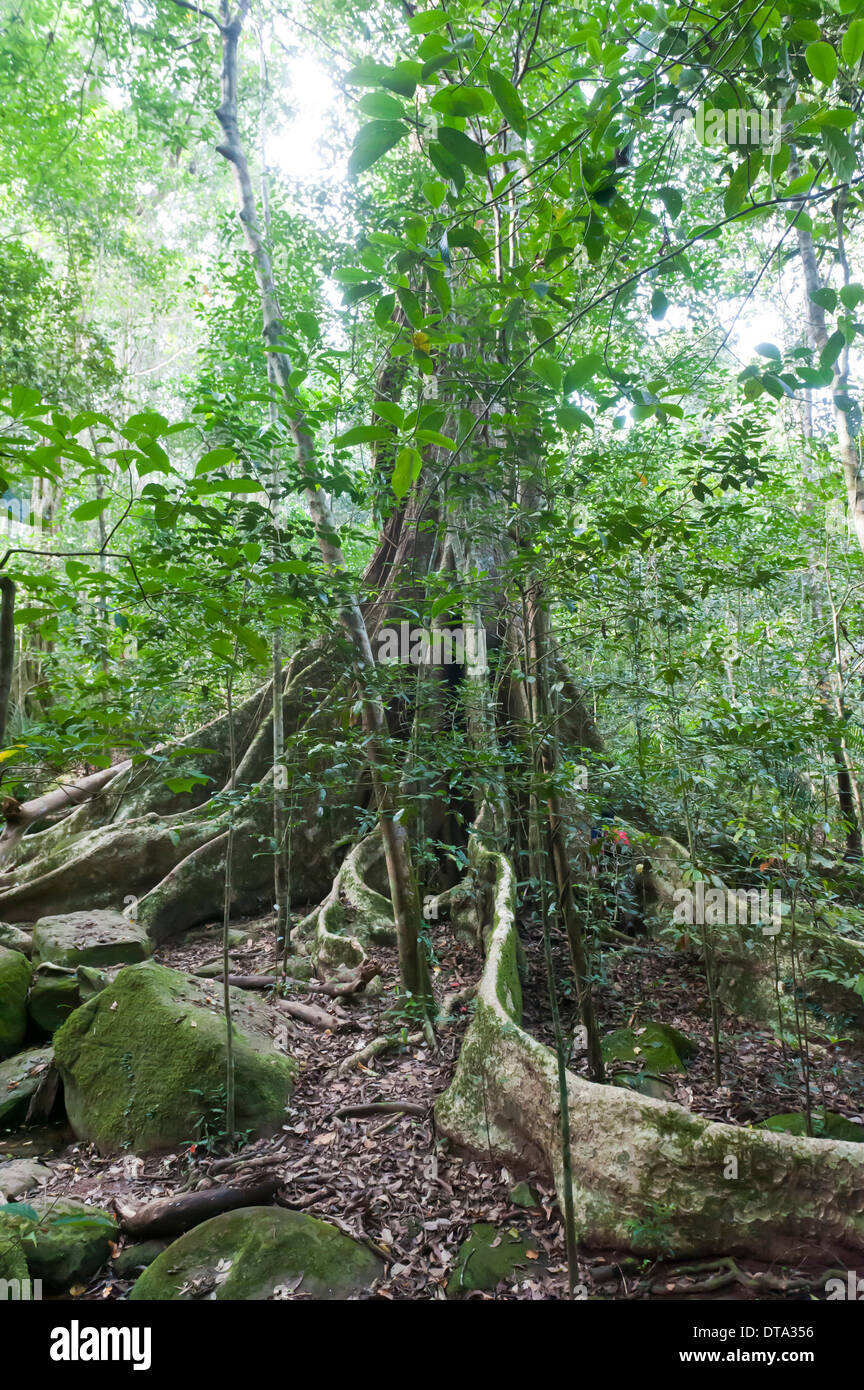 De profondes racines contrefort sous un auvent, arbre géant, jungle, forêt tropicale, parc national Khao Yai Banque D'Images