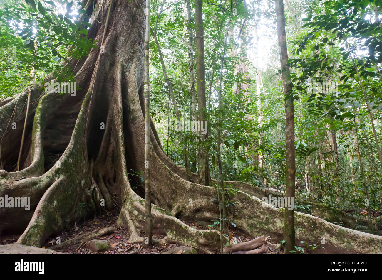 De profondes racines contrefort sous un auvent, arbre géant, jungle, forêt tropicale, parc national Khao Yai Banque D'Images