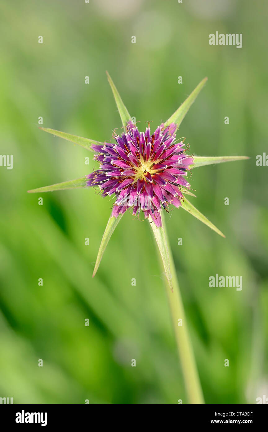 Salsifis violets ou Barbe (Tragopogon porrifolius), fleur, Provence, Sud de France, France Photo Stock - Alamy