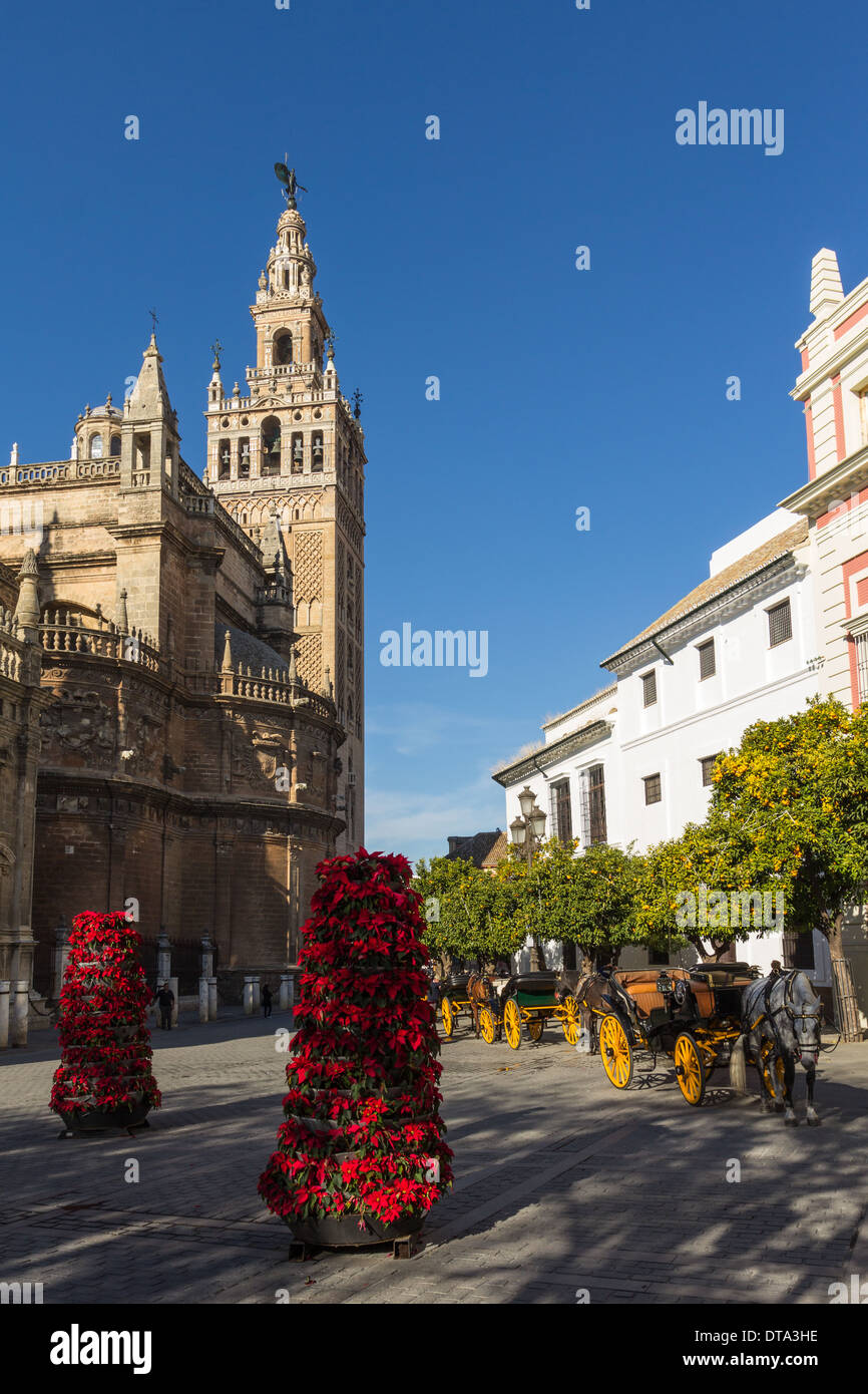 La Cathédrale de Séville Espagne LA GIRALDA ET LES POINSETTIAS DANS LE SQUARE À l'époque de Noël Banque D'Images