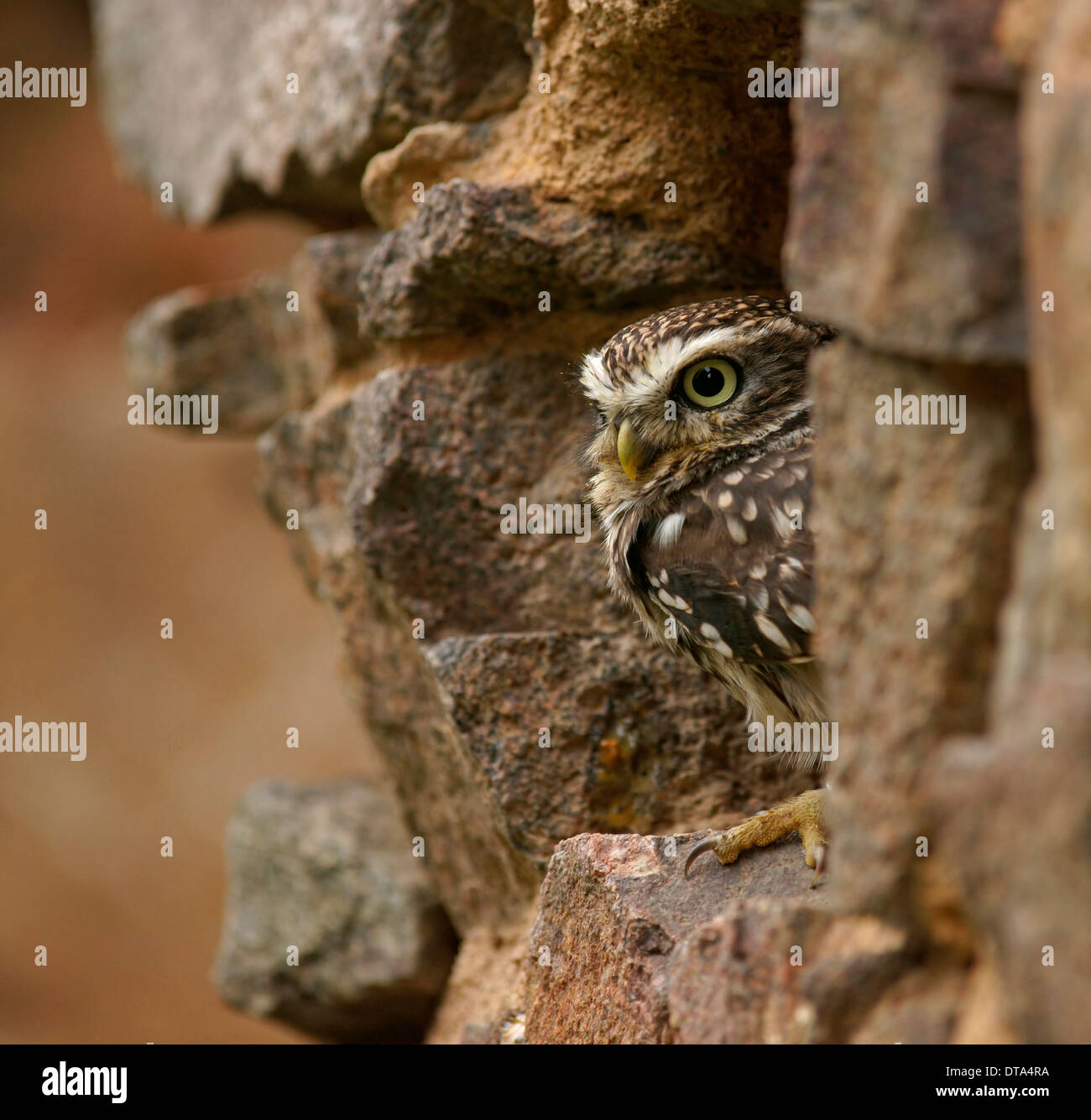 Chouette chevêche (Athene noctua), captive, République Tchèque Banque D'Images