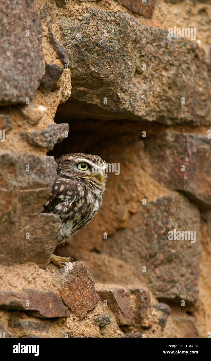 Chouette chevêche (Athene noctua), captive, République Tchèque Banque D'Images