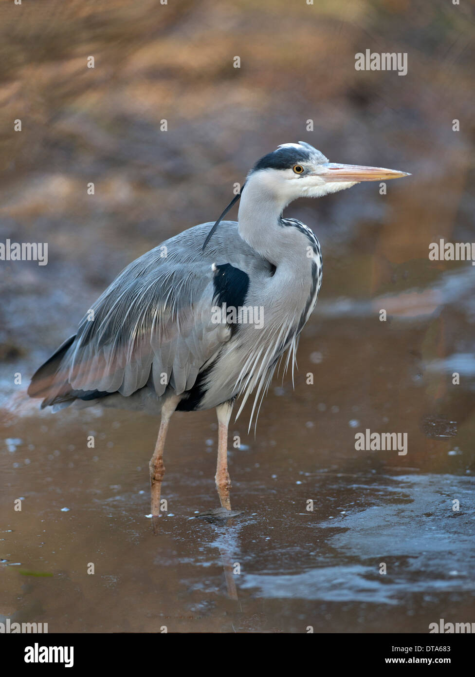 Le profil voir les oiseaux de l'article dans le lac Banque D'Images