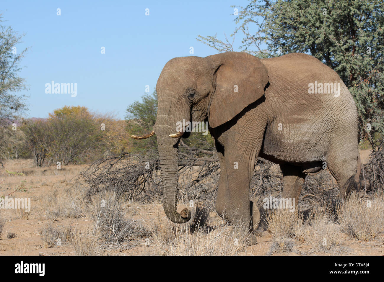 Désert de l'Afrique de l'éléphant dans la région de Kunene le désert du Namib, Namibie. Banque D'Images