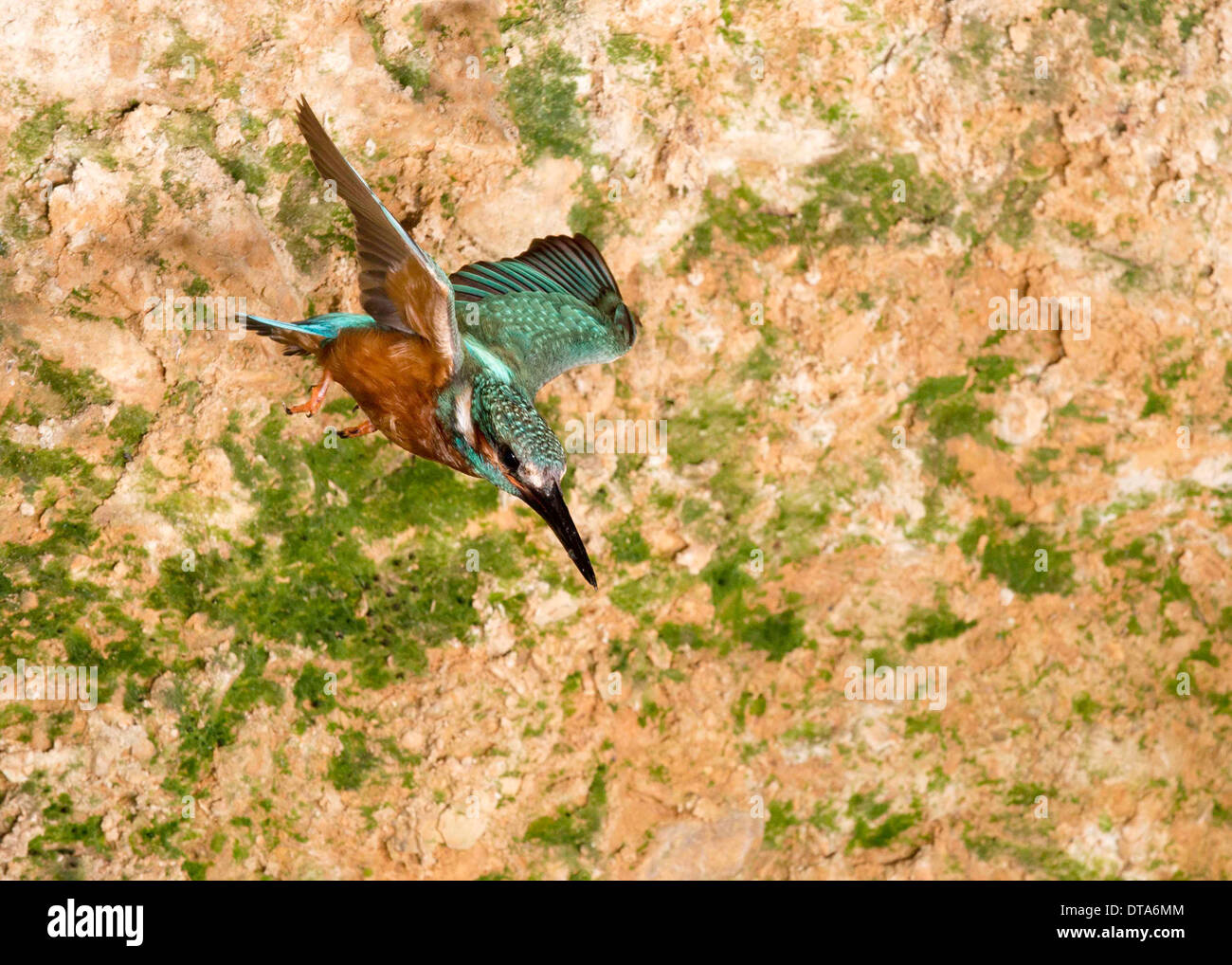 Kingfisher Alcedo commun, Attis, femme en vol ayant quitté son trou de nidification Banque D'Images