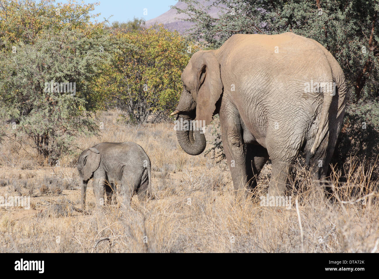 Désert africain l'éléphant et l'alimentation des veaux dans le désert du Namib, Namibie. Banque D'Images