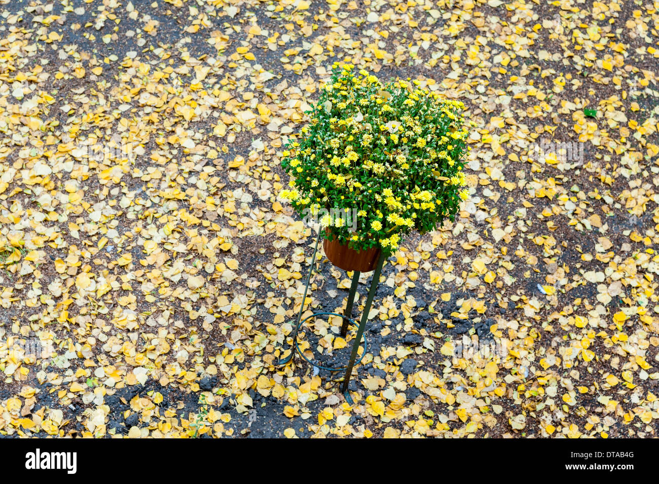 Avec un pot de chrysanthème jaune se trouve entre les feuilles d'automne. Banque D'Images