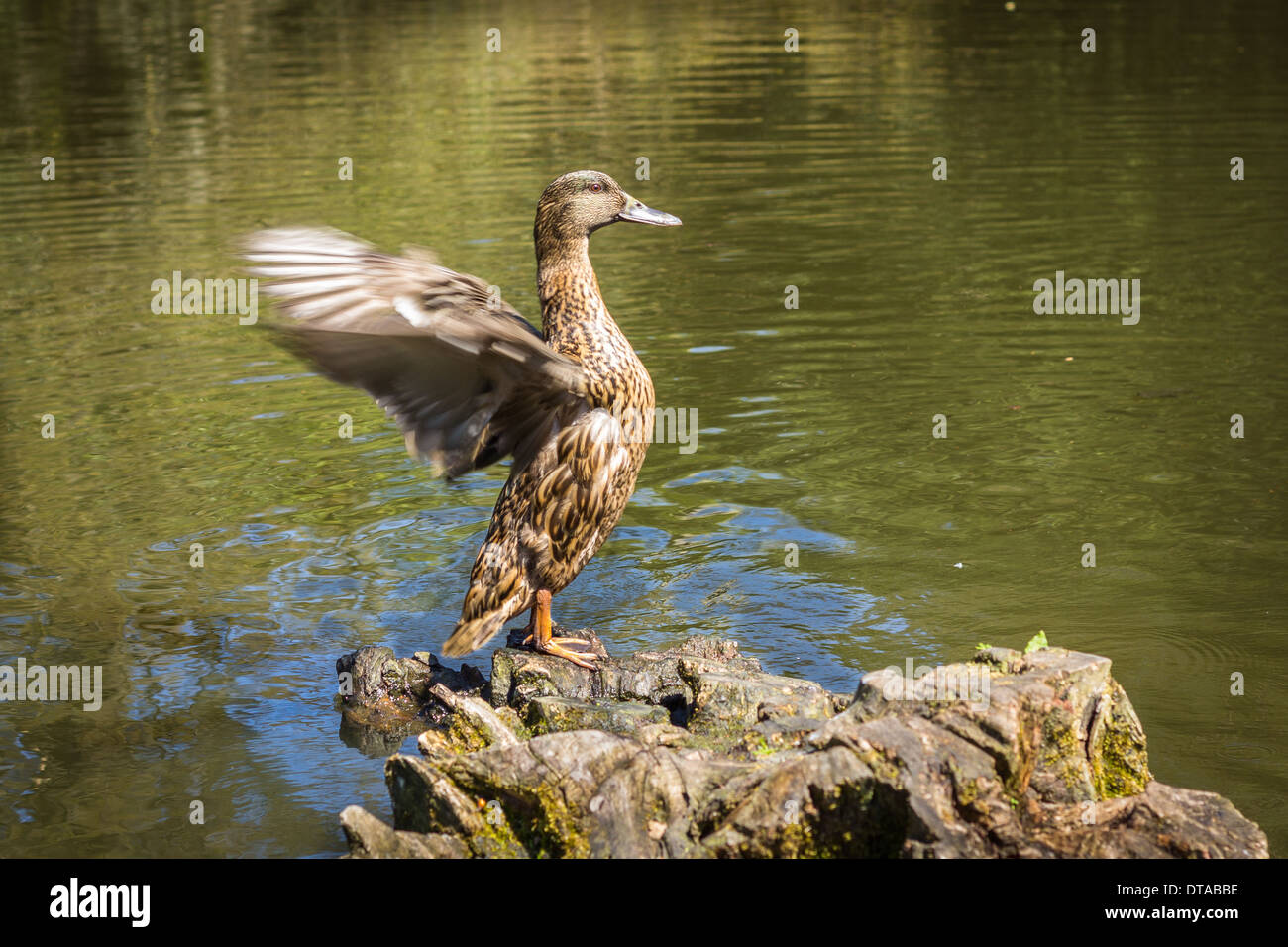 Duck debout sur une souche d'arbre et battre des ailes Banque D'Images Duck debout sur une souche d'arbre et battre des ailes Banque D'Images