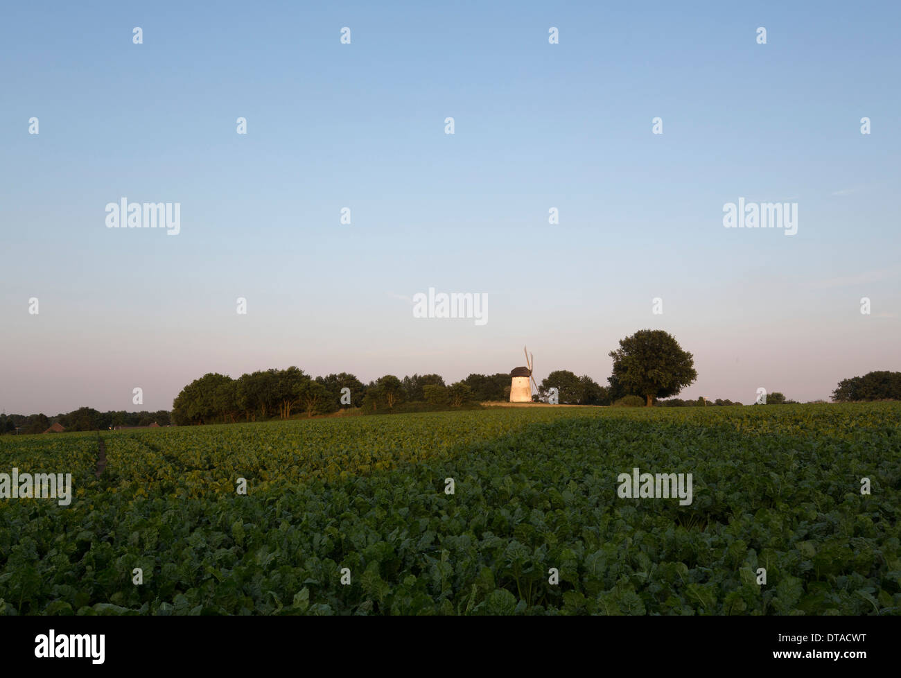 Krefeld-Traar, Mühle auf dem Egelsberg Banque D'Images