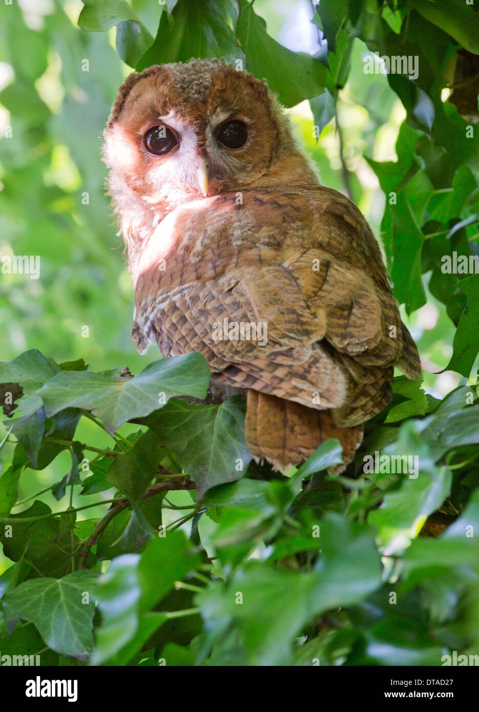 Animaux Oiseaux Oiseaux Eule Owl strigidés Strigiformes Niveau Vogel Banque D'Images