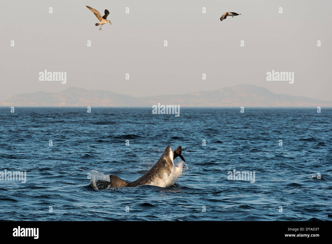 Grand requin blanc (Carcharodon carcharias) violer dans une attaque sur le joint , Afrique du Sud Banque D'Images